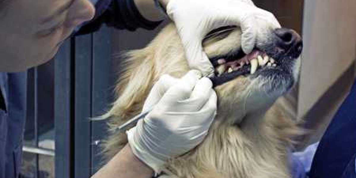 how-much-does-dog-teeth-cleaning-cost-download-license-free-x32-iso