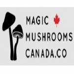 Magic Mushrooms Canada profile picture