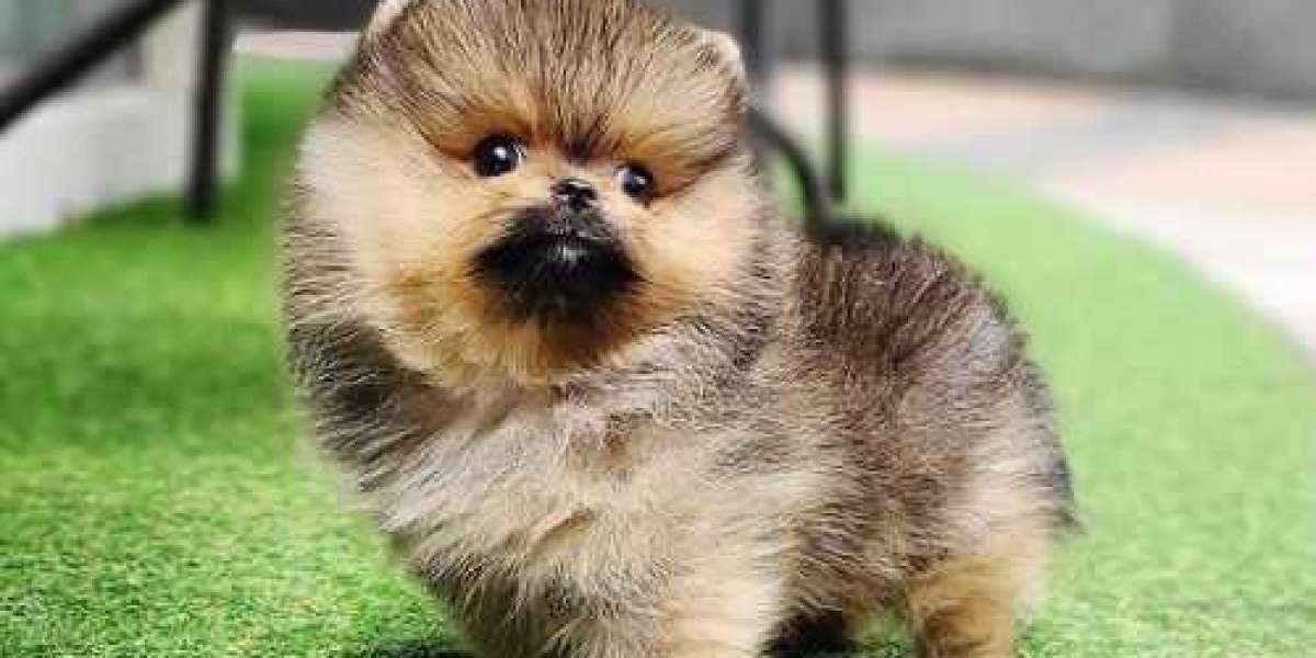 Teacup Pomeranian Puppies for Sale Online