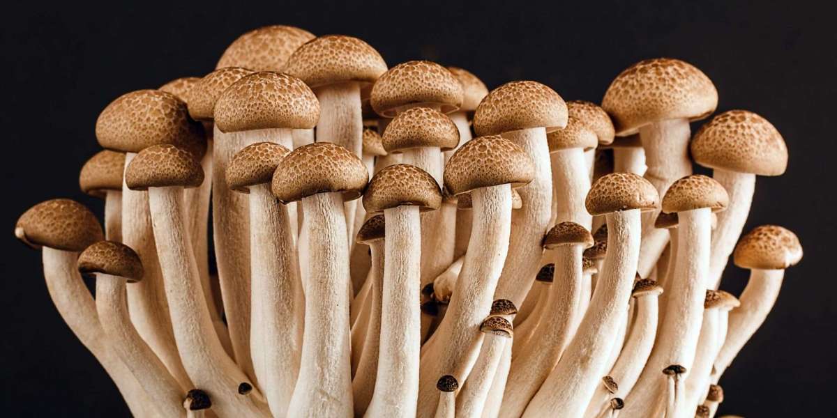 How To Grow Mushrooms - Learn About Growing Mushrooms