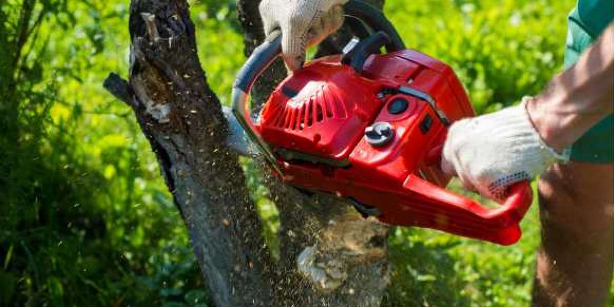 How to choose the best tree removal service for you?