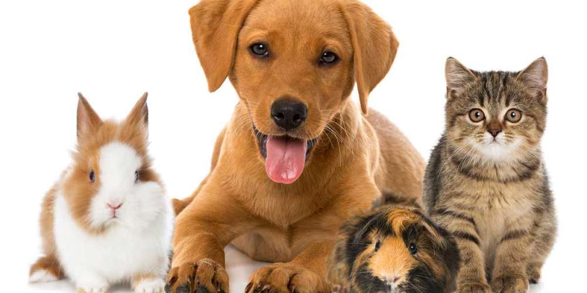 Global Pet Insurance Market 2022-2027, Industry Growth, Size, Trends, Share and Forecast
