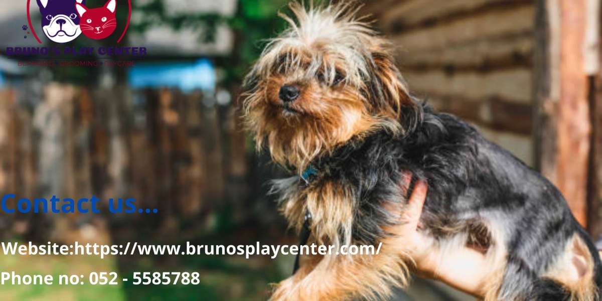 Are you looking for the best Doggie daycare center