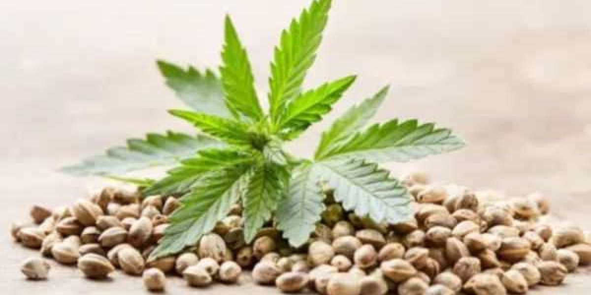 The 5 Best Health Benefits of Consuming Raw Marijuana Seeds