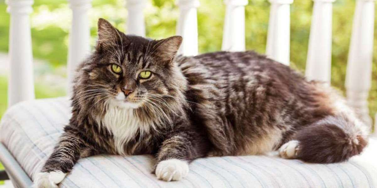 Things to consider before buying a Maine Coon kitten