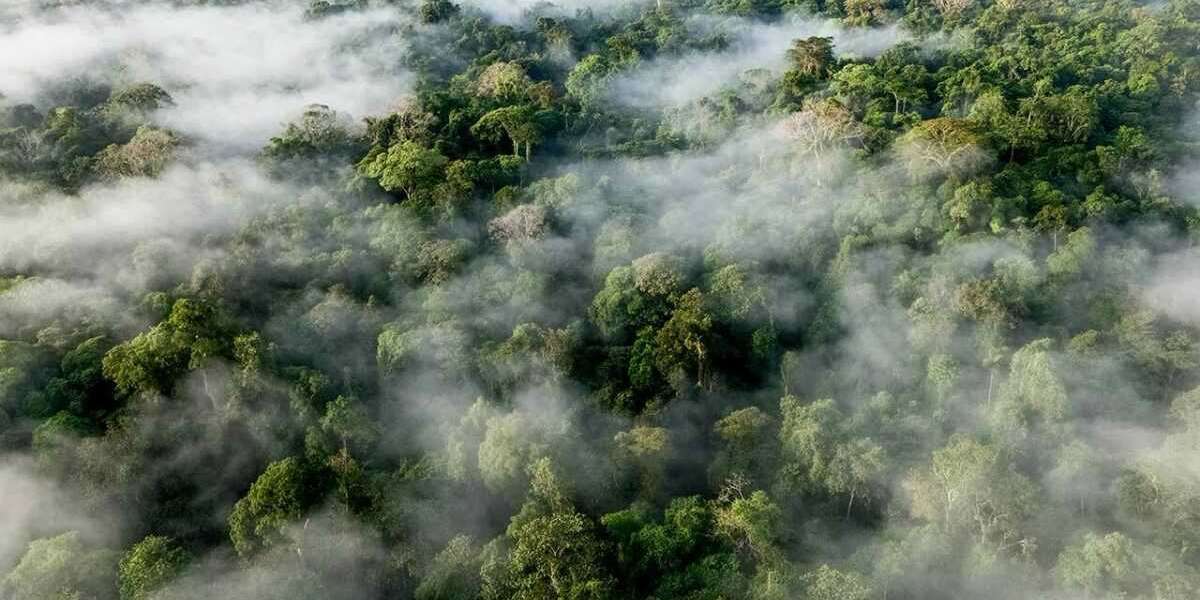 You've Definitely Never Seen the Amazon Rainforest like This