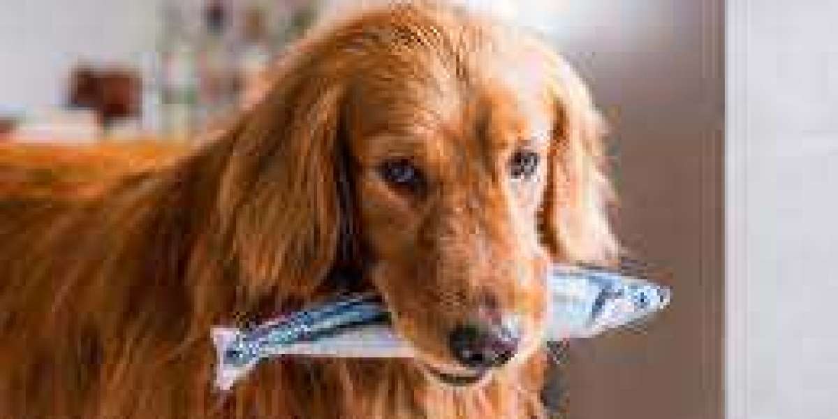 Benefits of Lightly Cooked Food Milk Fish for Dogs