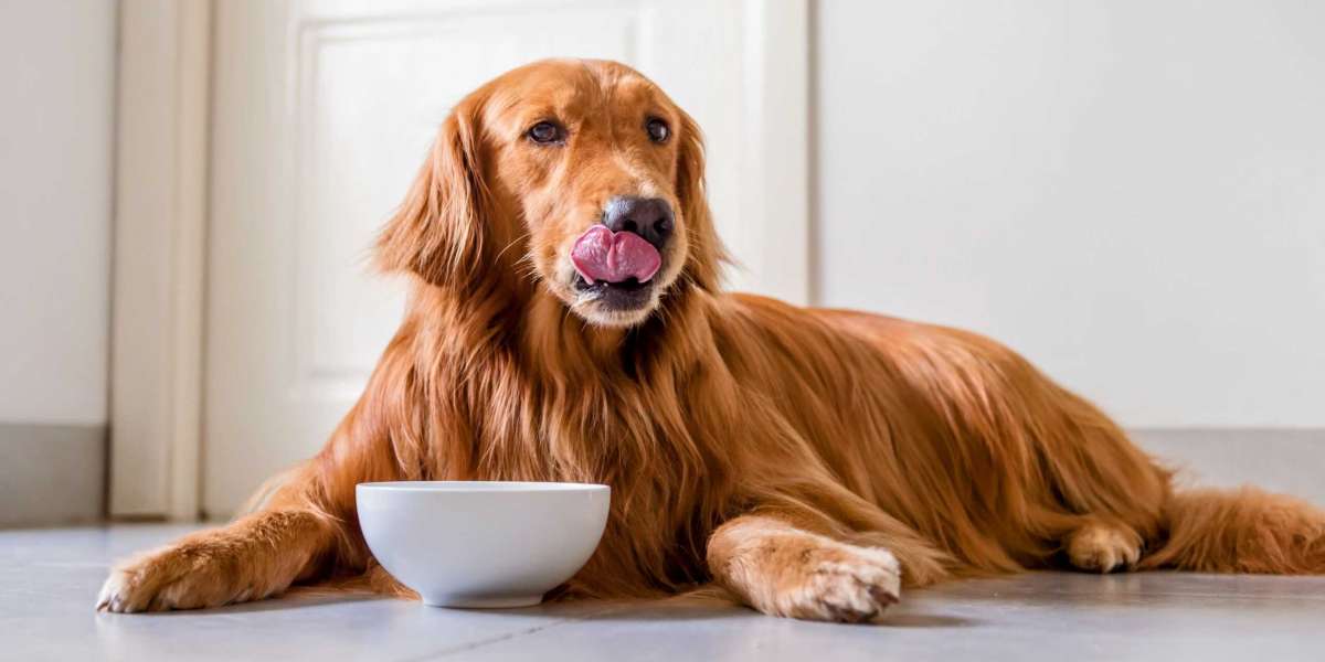 Benefits of Lightly Cooked Food for Dogs