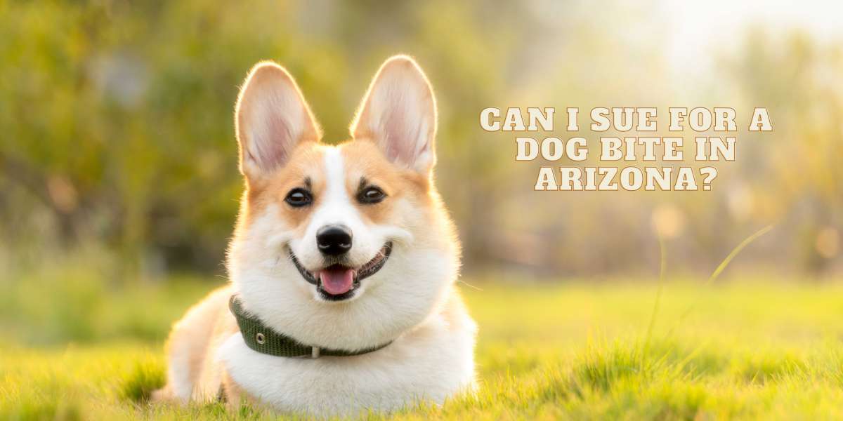 Can I Sue for a Dog Bite in Arizona? Hire a Dog Bite Attorney Phoenix AZ