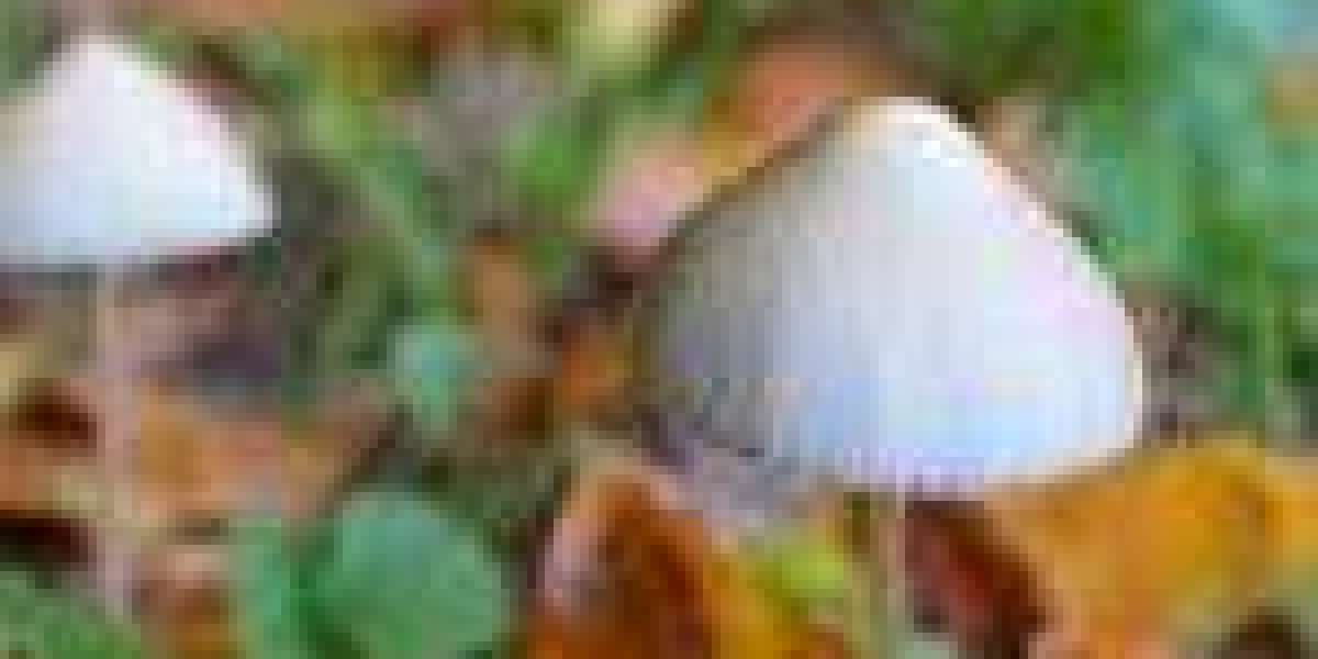 Record the Significance of Mushrooms