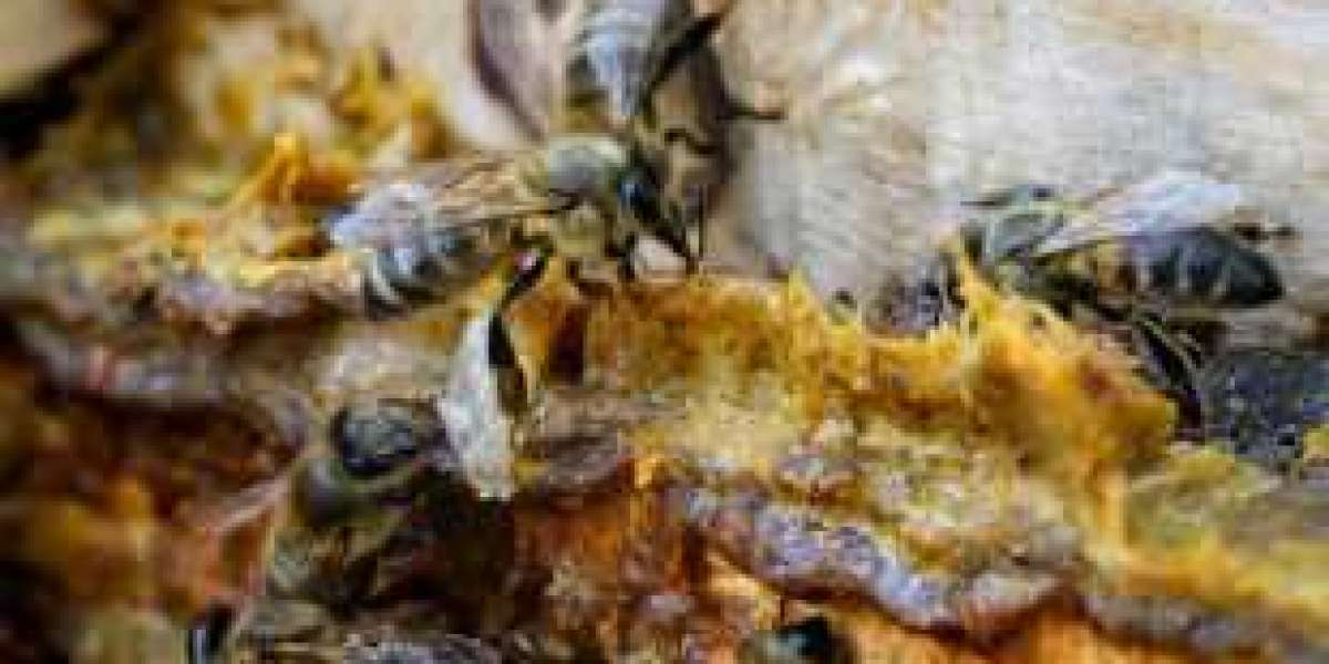 Beekeeping Made Easy with Beekeeping Apps