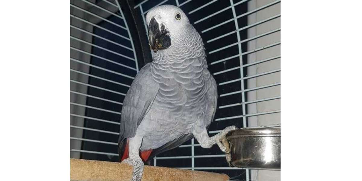 Baby African Grey Hand Rearing