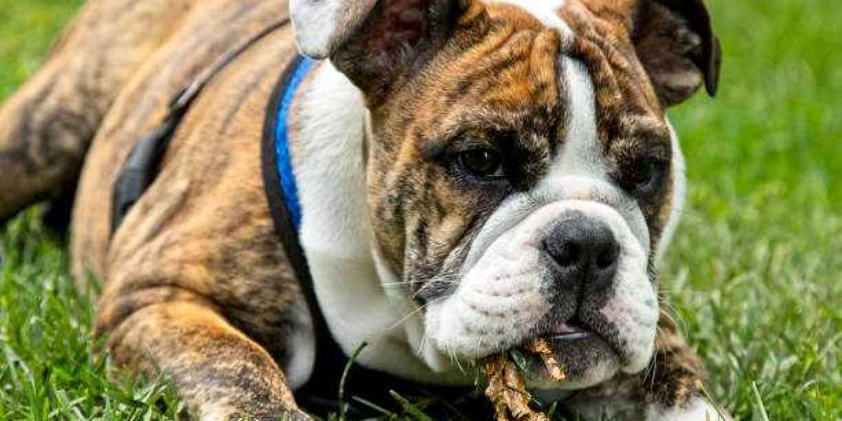 The Benefits of Spaying or Neutering Your American Bully Puppy
