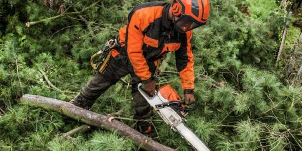 Emergency Tree Surgeons | Emergency Call Outs