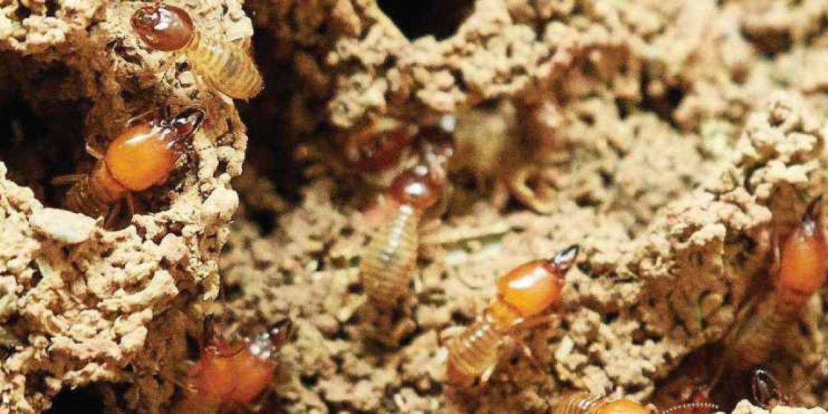 Protect Your Home with Termite Treatment