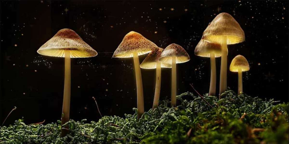 The Magic of Mushrooms: Discovering Benefits of Psychedelics with FireHouse DC