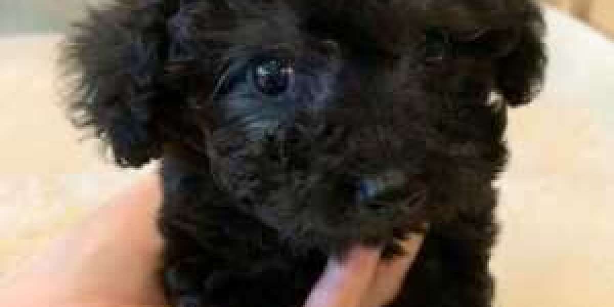 All Teacup Puppies Ohio Fluffy To Touch: The Secret Reviled