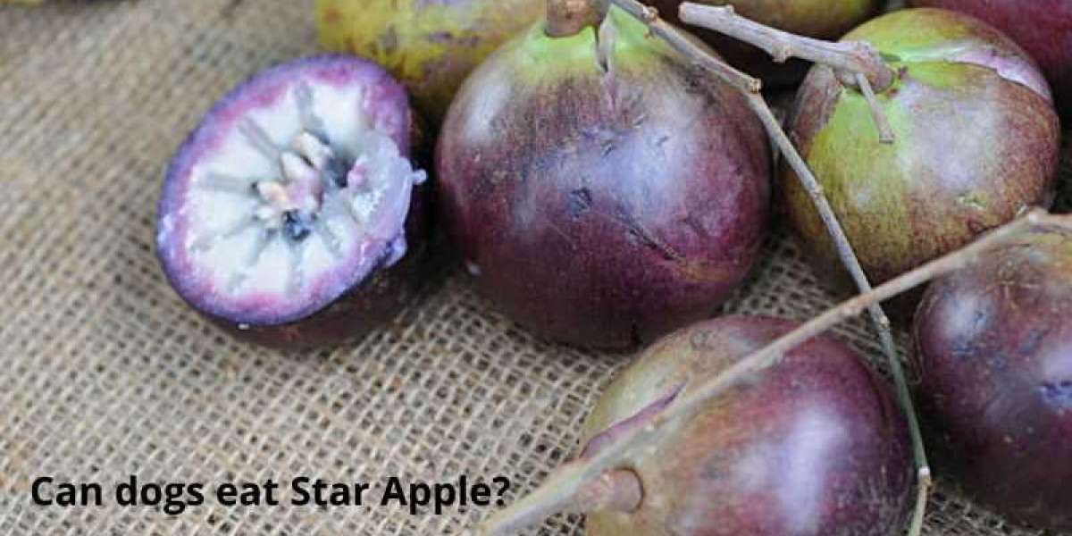 Things To Know About Can Dogs Eat Star Apple?