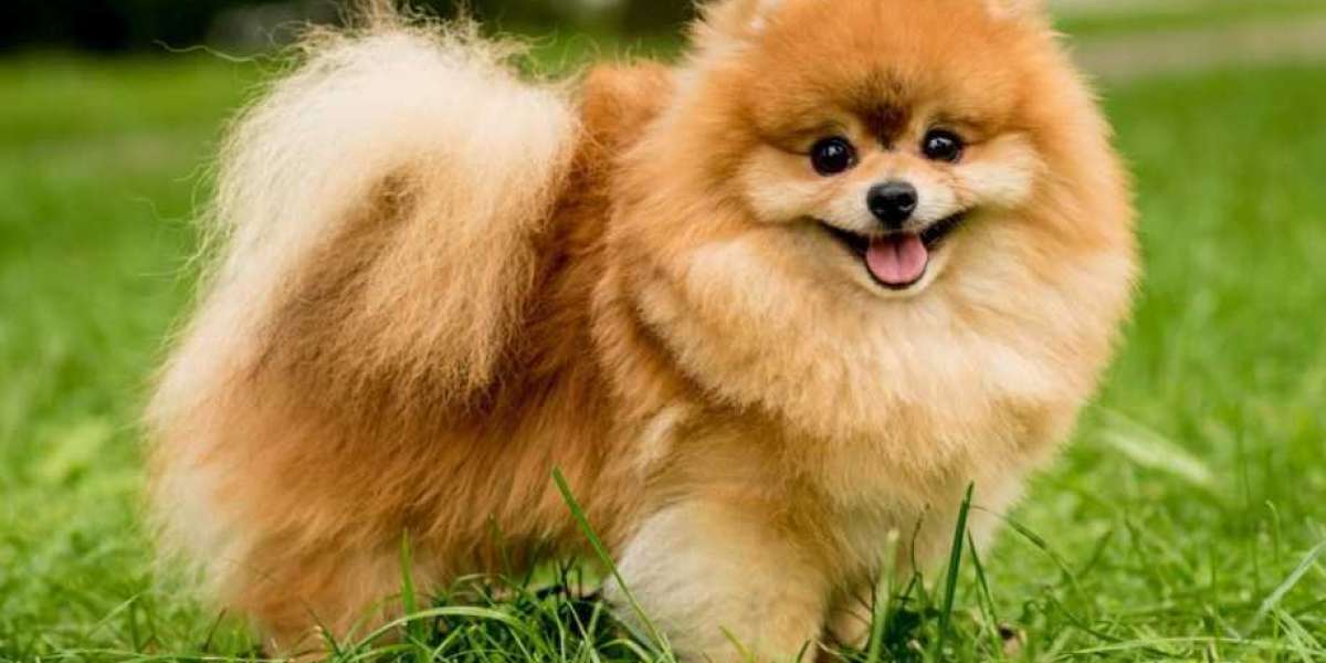 Grooming Tips for Fluffy Dogs: Keep Your Pup Looking Their Best