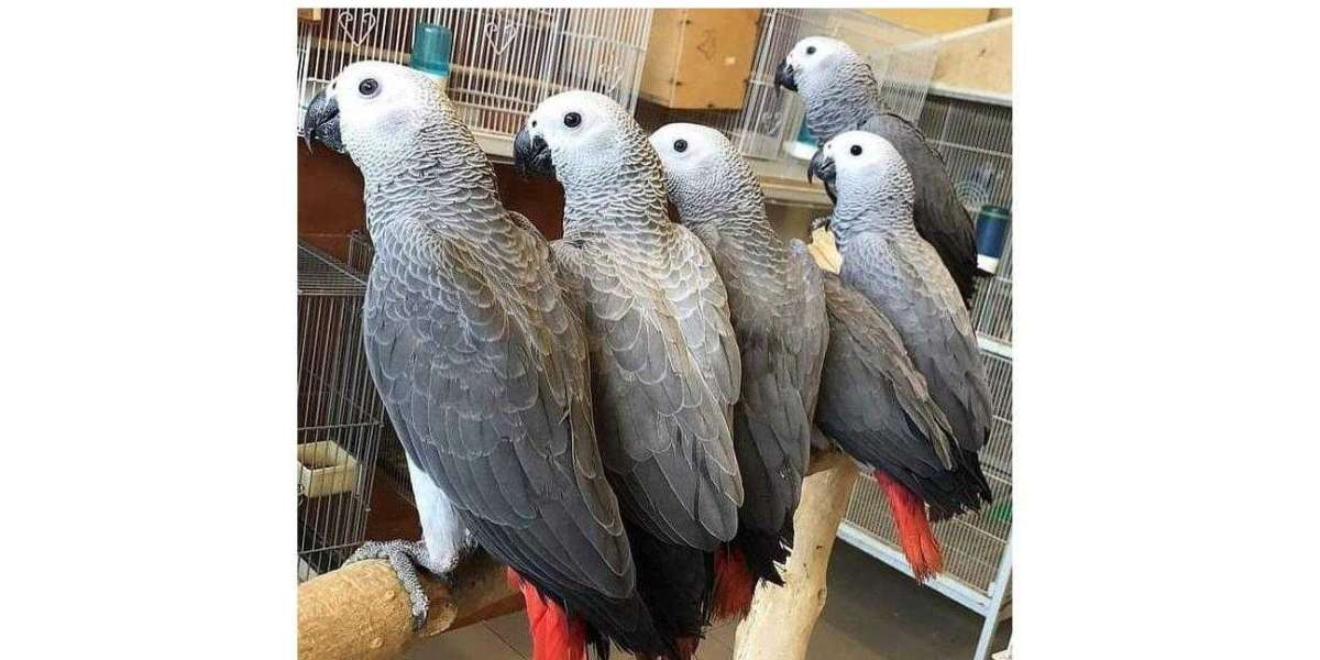 Are African Grey Parrots the Wisest Parrots?