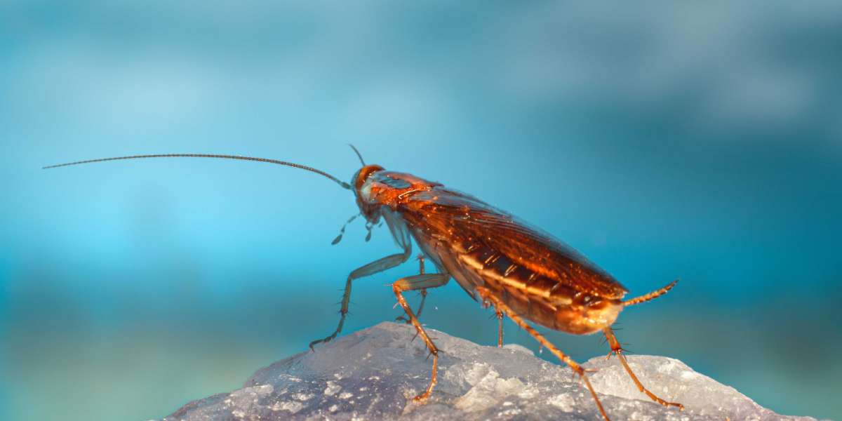 How to Keep Your Home Roach-Free