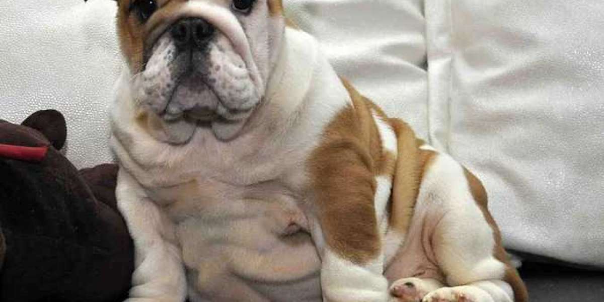 Bulldog Puppies: A Bundle of Joy and Companionship
