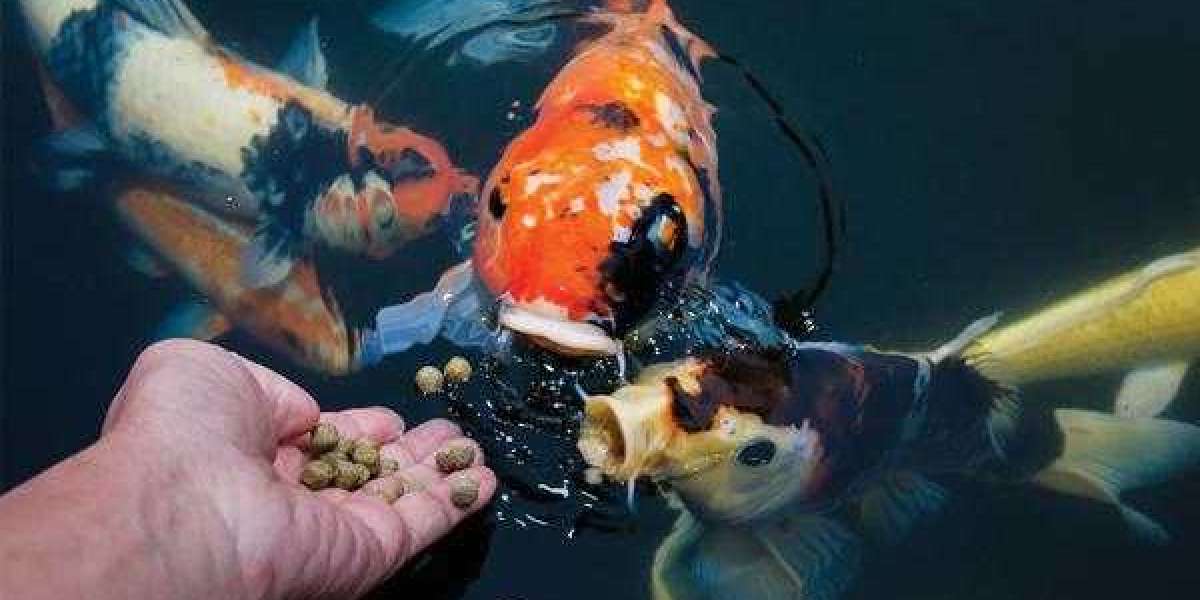 Commercial Fish Feed Market Growing Geriatric Population to Boost Growth 2033