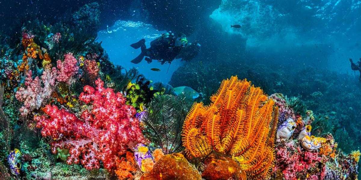 Unveiling the Wonders of Scuba Diving in Cancun