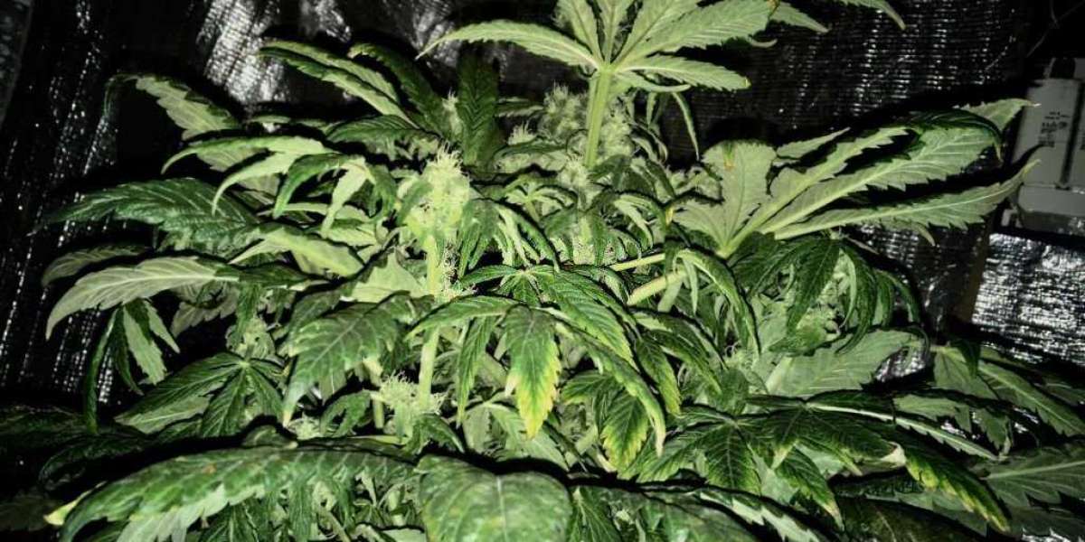 Unveiling the Secrets of Cannabis Plants: Exploring Their Essential Parts and Functions