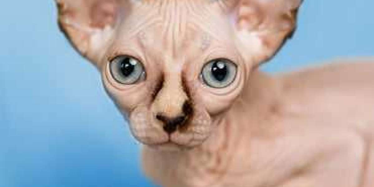 Sphynx Cats: A Unique Feline Companion