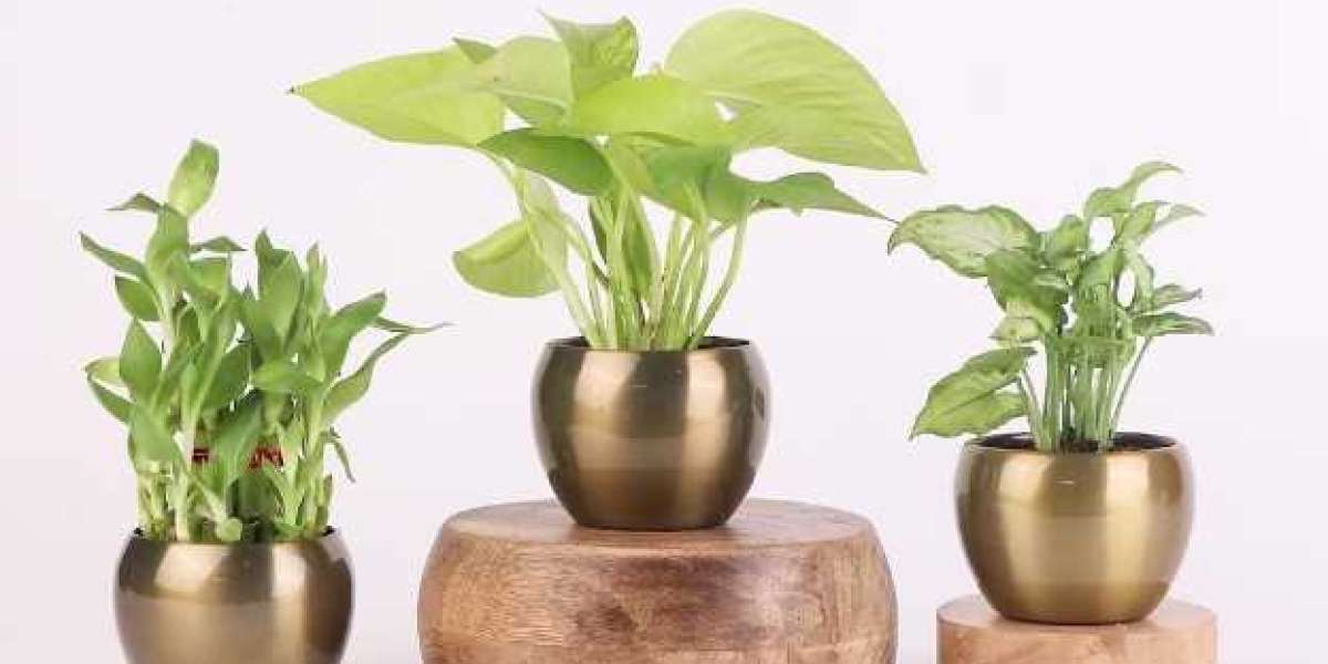 9 of the Most Simple Houseplants That Anyone Can Grow