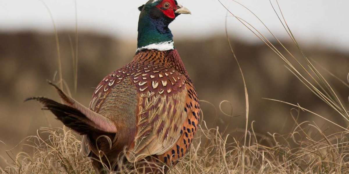 Pheasants Forever's Youth Conservation Programs