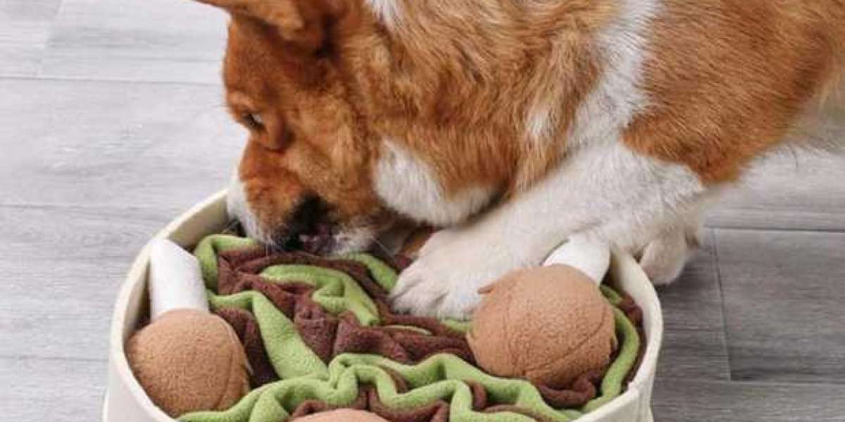 Is Your Dog's Bowl Safe? Discover the Hidden Dangers Lurking in Your Home