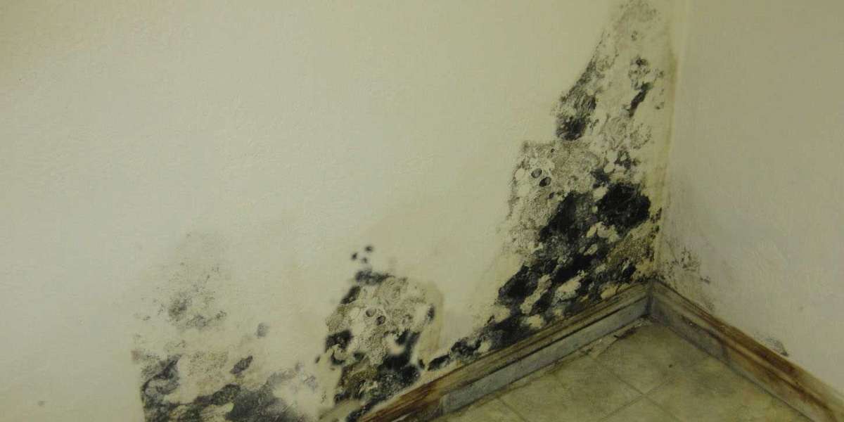 The Importance of Professional Water Damage Cleanup