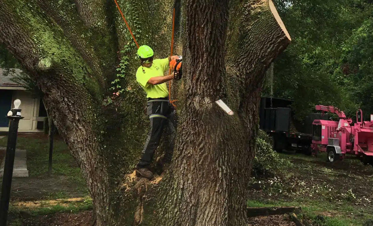 AKA Tree Service: Provides Reliable and Professional Help for Your Trees!
