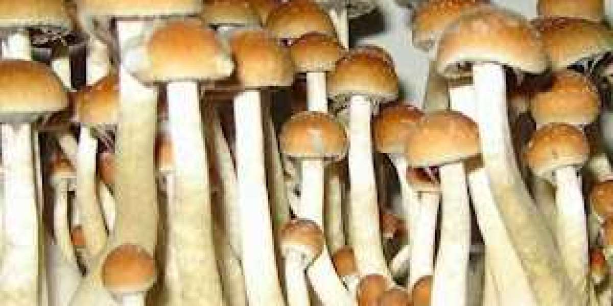 A Synopsis of the Golden Teacher Mushroom's History