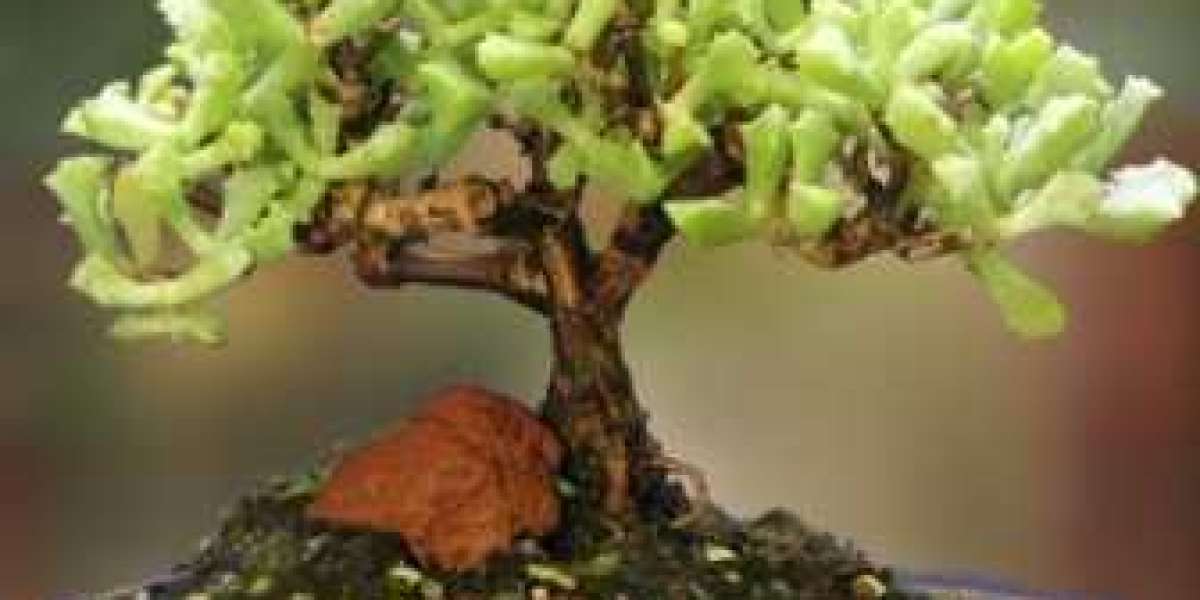 Shop the Finest Bonsai Trees Online - Exquisite English Bonsai Collection