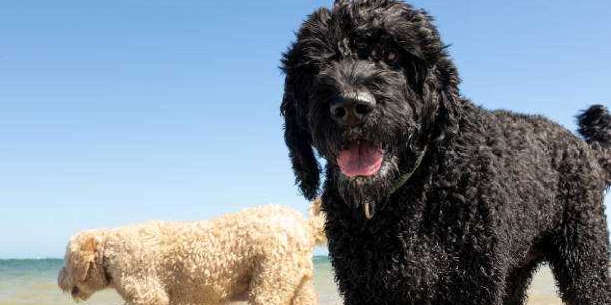 Australian Labradoodles The Perfect Blend of Charm and Intelligence