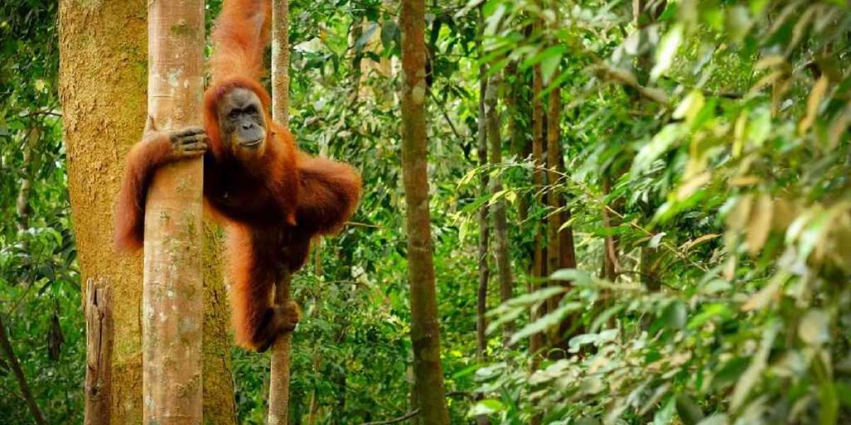 Eksploitasi Rimba Hujan Bukit Lawang: Tempat Terbaik untuk Menyaksikan Orangutan