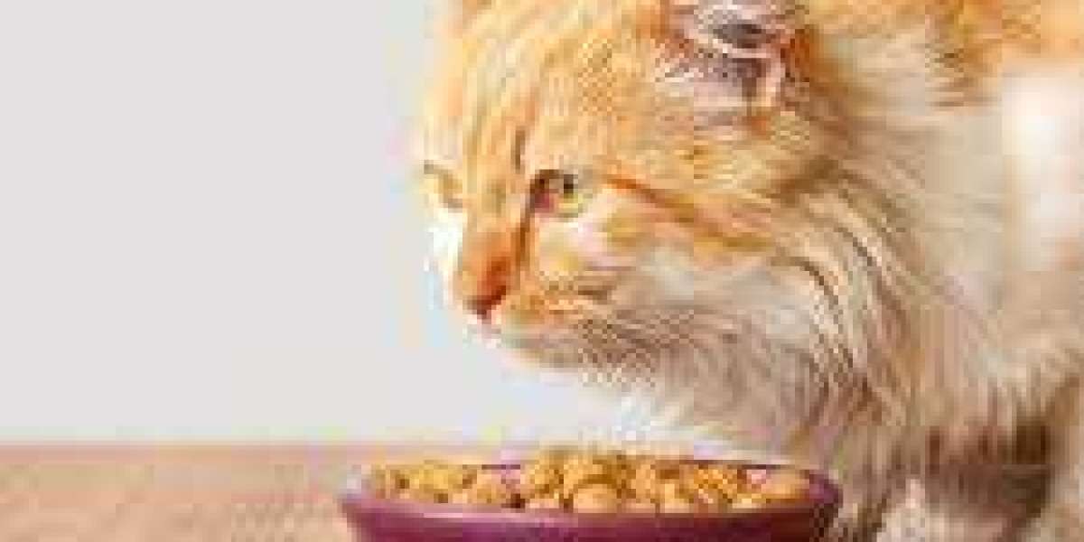 Senior Cat Savories: Exploring Wet Cat Food Reviews for Elders