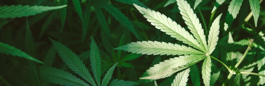 Greater Goods Georgetown Marijuana Weed Dispensary Cover Image