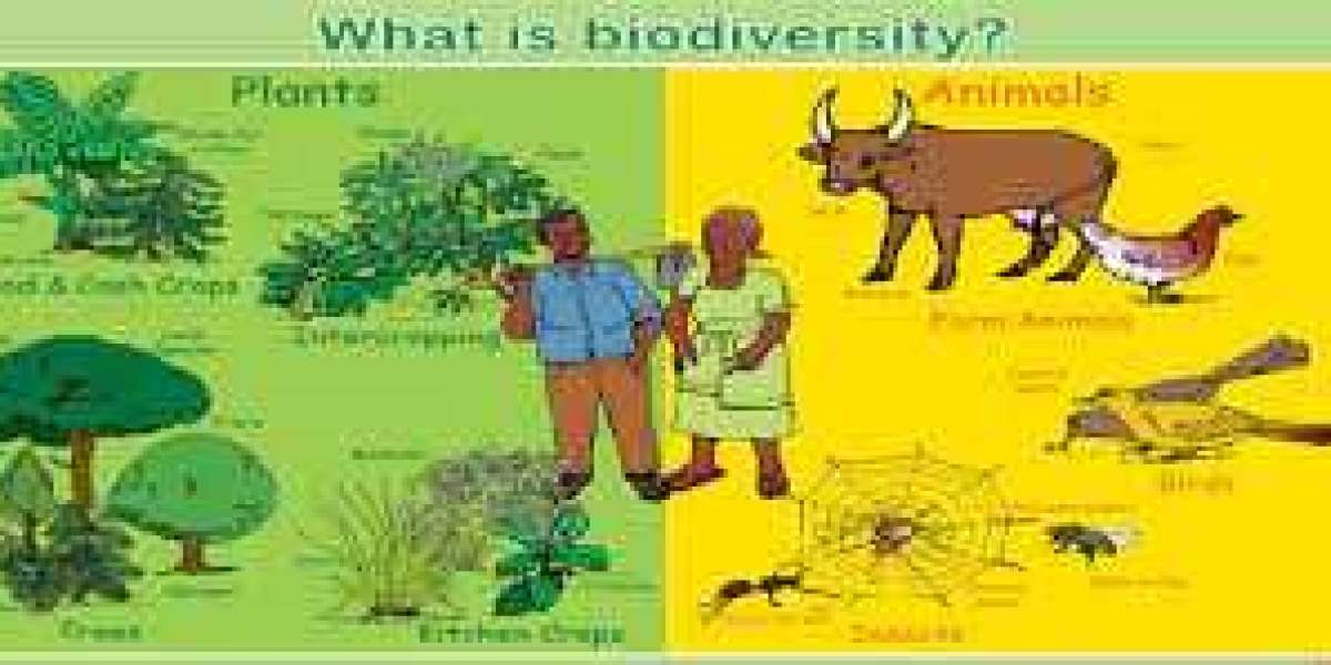 What Is Biodiversity Class 10? Definition, Types And Importance