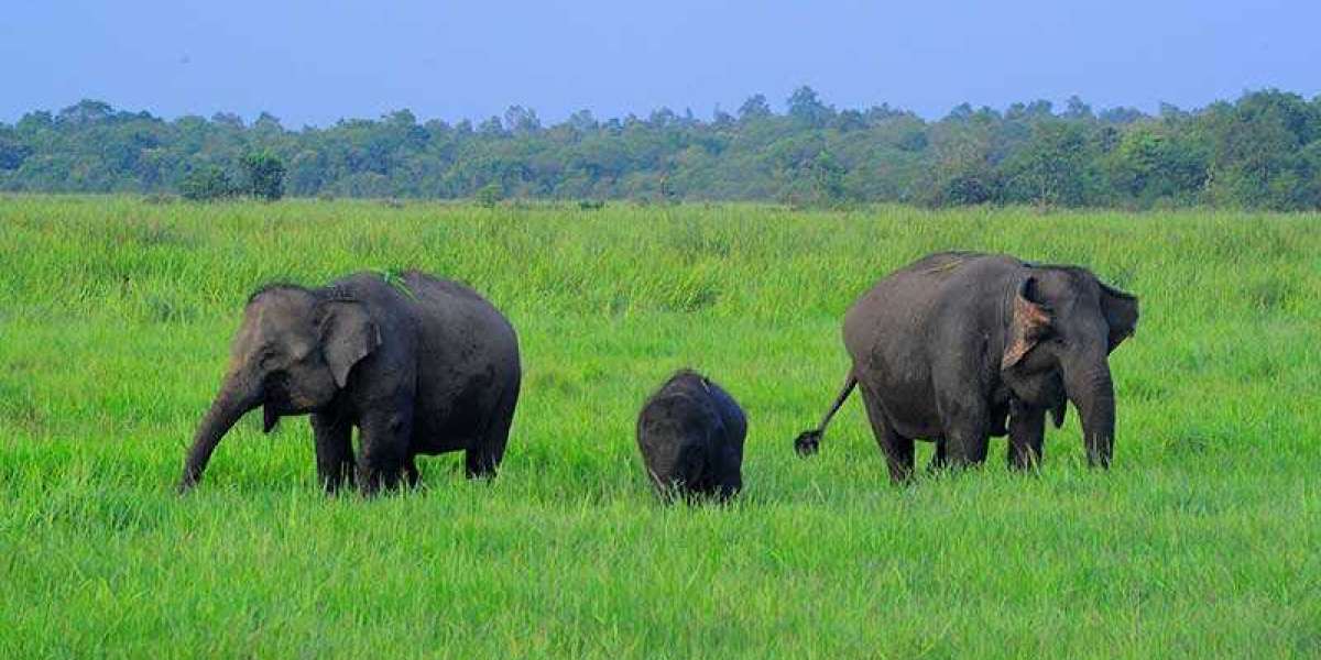 Safari Gajah di Way Kambas: Pengalaman Tak Terlupakan di Hutan Tropis