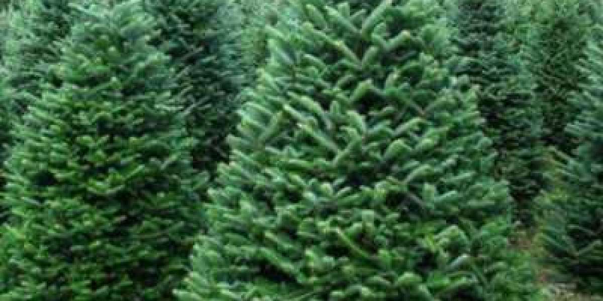 Deck the Halls with a Fresh Christmas Tree from T's Trees