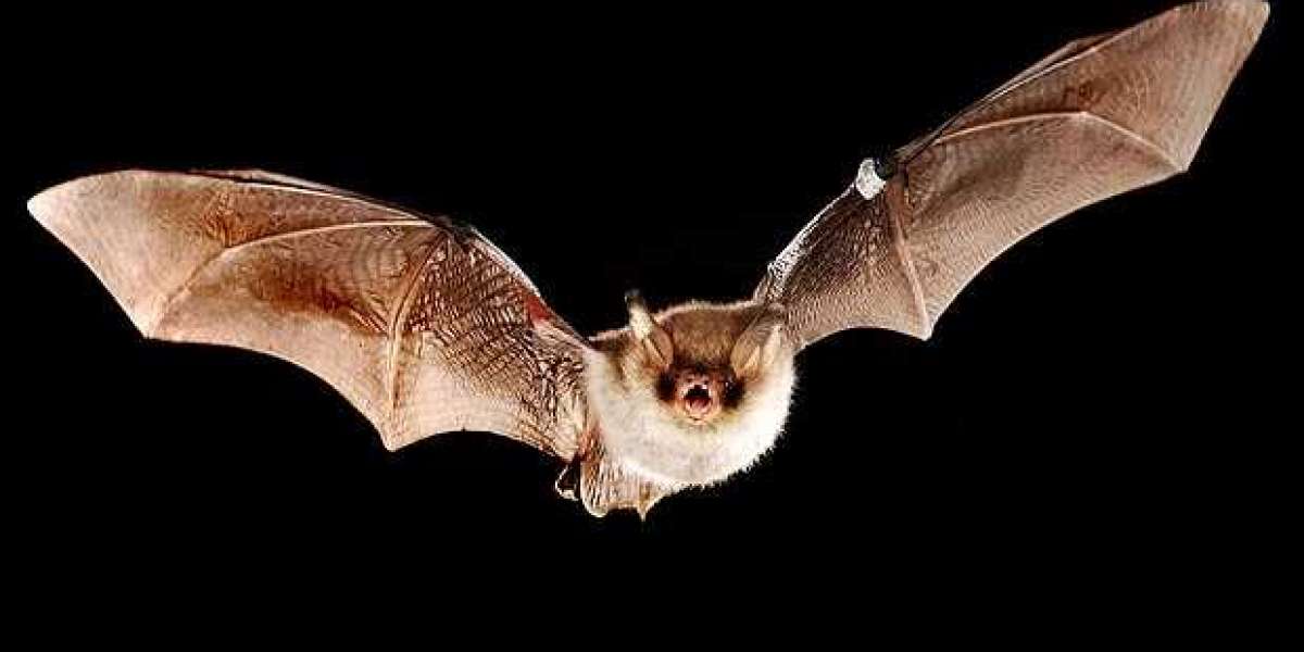 Bat Removal Houston and Rat Removal Houston: Safeguarding Your Home from Unwanted Guests