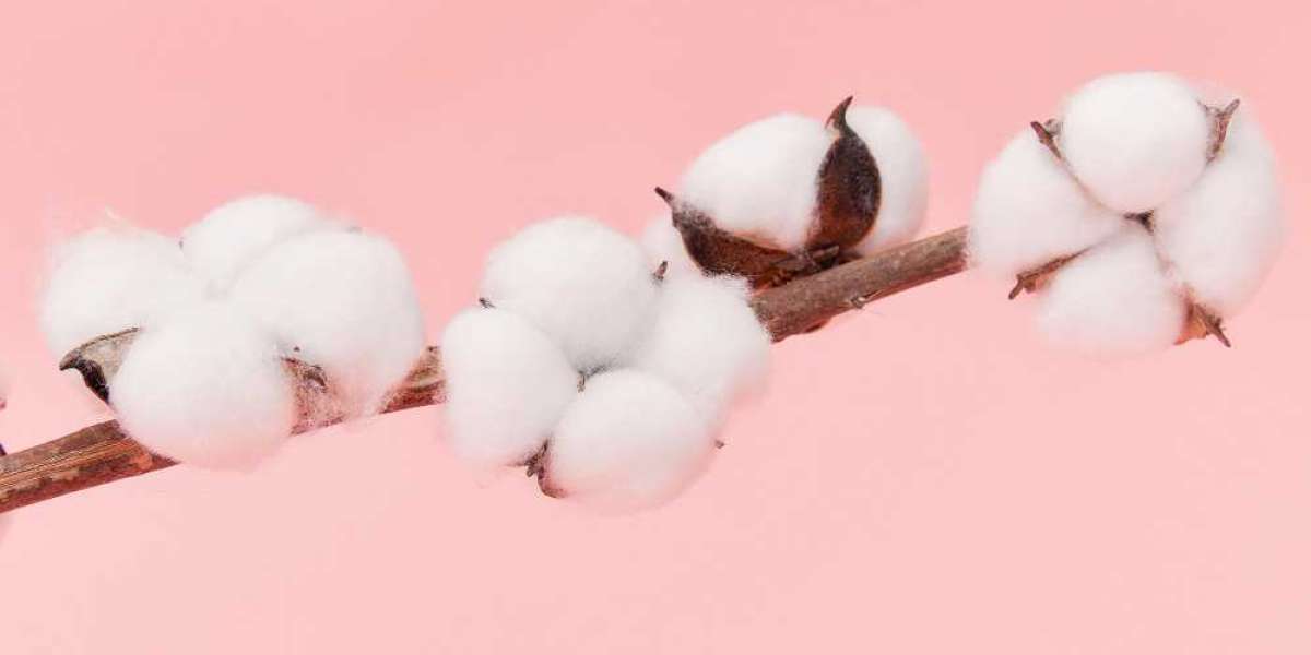 Navigating the Cotton Market: ICE Cotton Live and CBOT Cotton