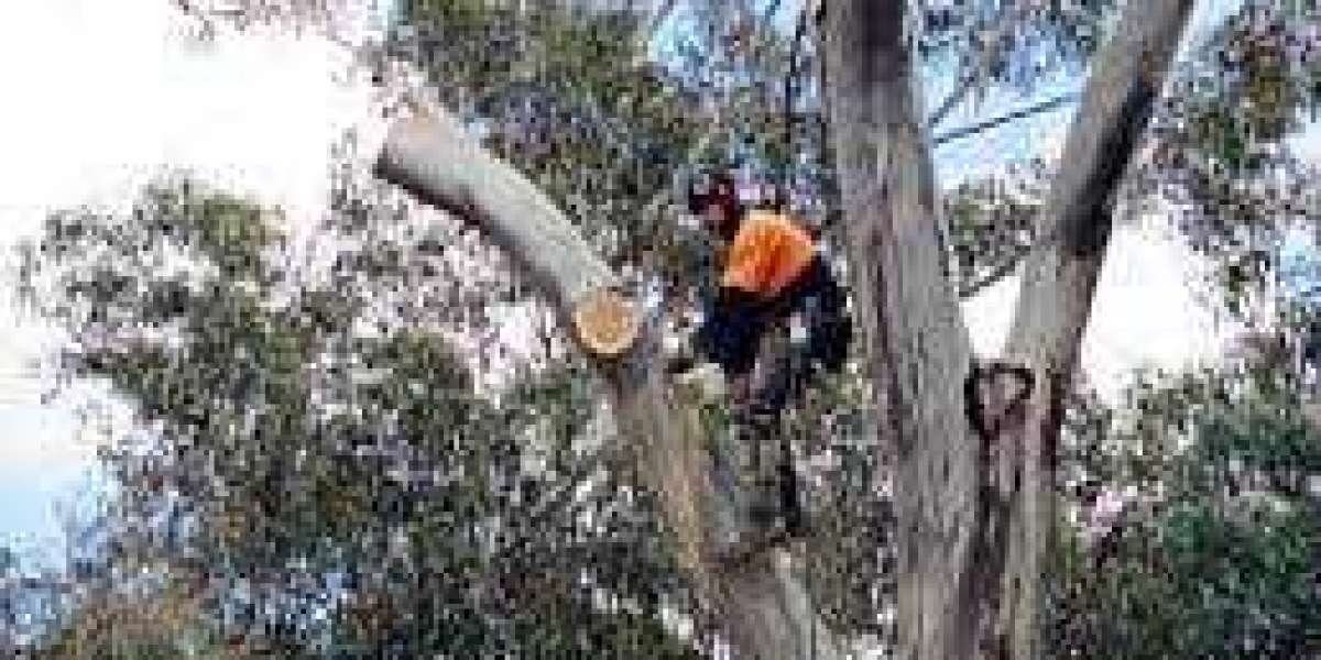 The Art of Sustainable Tree Cutting: A Guide to Responsible Arboriculture