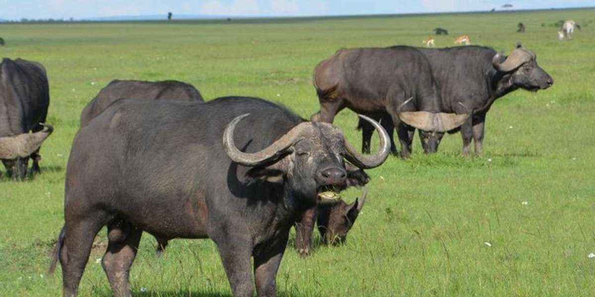 what to see in wildlife Kenya safaris Mombasa?