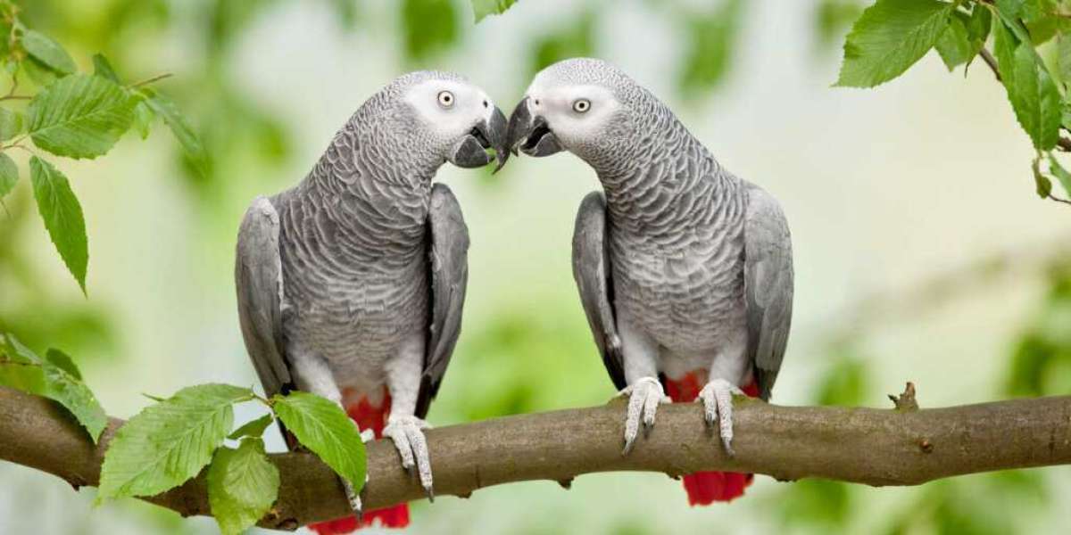 African Grey Parrot Conservation: Efforts to Protect These Intelligent Birds in the Wild