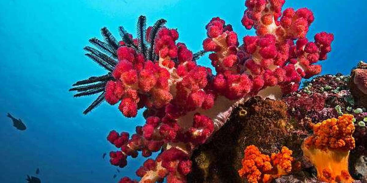 The Importance of Coral Reef Restoration for Marine Ecosystems